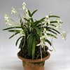 neofinetia falcata Kishu Ryokufu 紀州緑風 